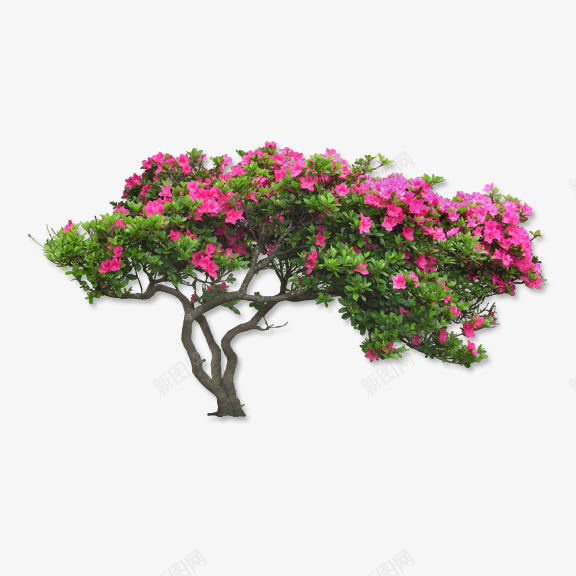 红花绿叶psd免抠素材_新图网 https://ixintu.com 盆景 盛开 花丛 鲜花