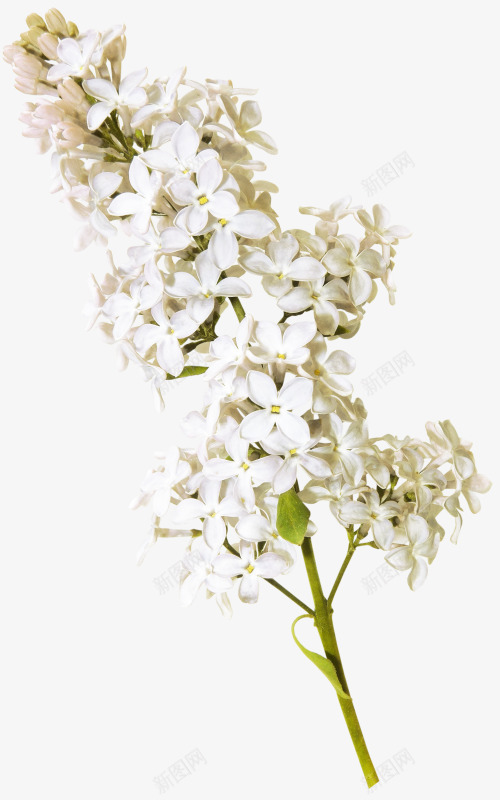 鲜花凤尾兰png免抠素材_新图网 https://ixintu.com 凤尾兰 白色 花朵 鲜花