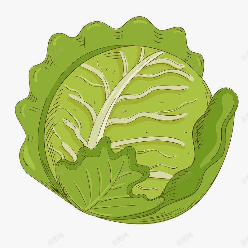 绿色手绘卷心菜食物元素矢量图ai免抠素材_新图网 https://ixintu.com 卡通插画 卷心菜 卷心菜插画 吃的 手绘 矢量图 纹理 绿色 美食 高丽菜