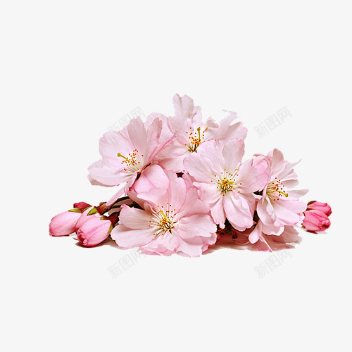 清新粉色桃花png免抠素材_新图网 https://ixintu.com 桃花 清新 粉色桃花 花卉植物 花朵 鲜花