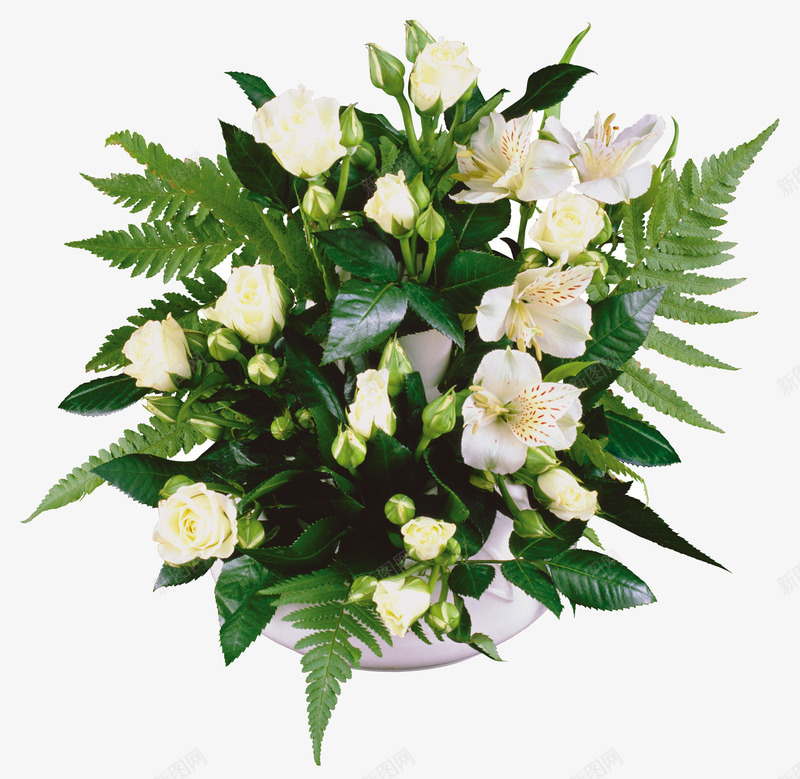 白色鲜花盆栽psd免抠素材_新图网 https://ixintu.com 白色 盆栽 素材 鲜花