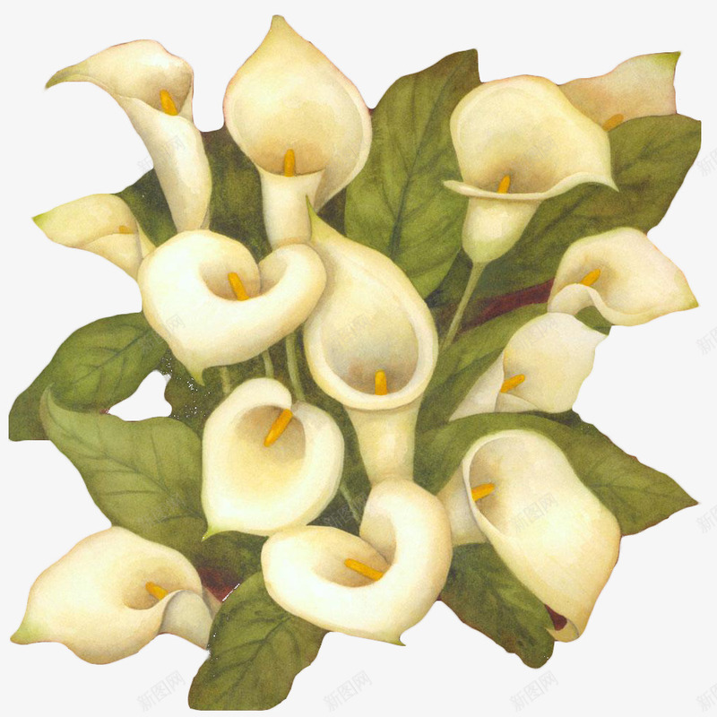 白色马蹄莲花束png免抠素材_新图网 https://ixintu.com 插画 插花 植物 海芋 海芋花 白色 花束 马蹄莲 鲜花