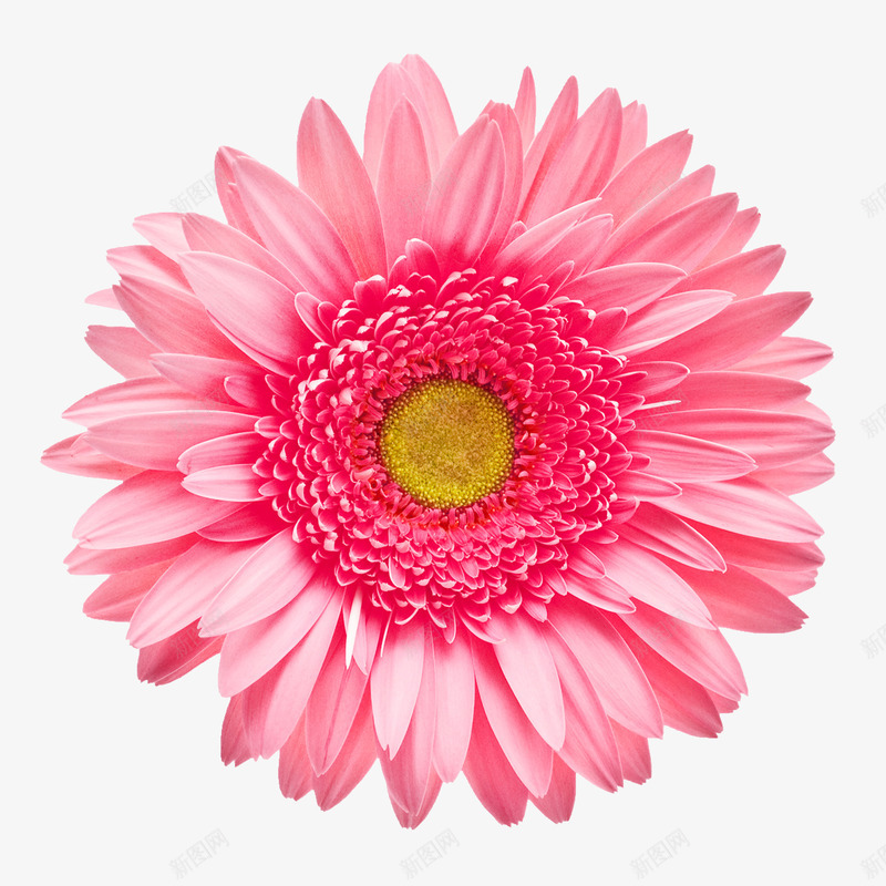唯美手绘鲜花粉色花朵png免抠素材_新图网 https://ixintu.com 唯美背景图片 手绘鲜花素材 抽象鲜花图片 特写 粉色花朵 背景素材 花卉 鲜花花卉