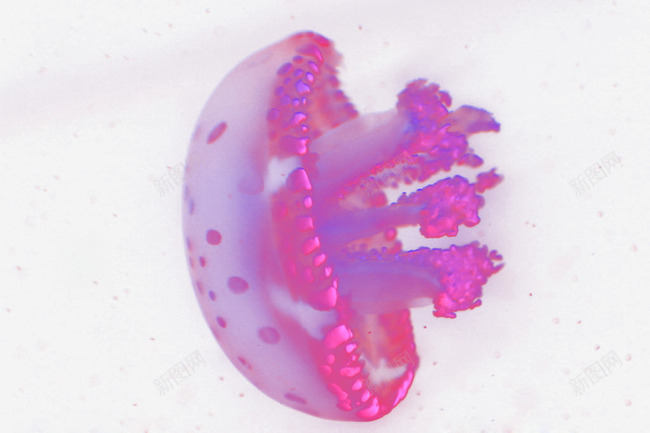 梦幻水母png免抠素材_新图网 https://ixintu.com 不规则条纹 光线 几何条纹 底纹 彩色水母 星光 梦幻水母 淘宝天猫背景 花纹