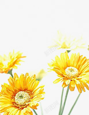 黄色金盏花png免抠素材_新图网 https://ixintu.com 化妆品装饰 植物 金盏花 鲜花 黄色