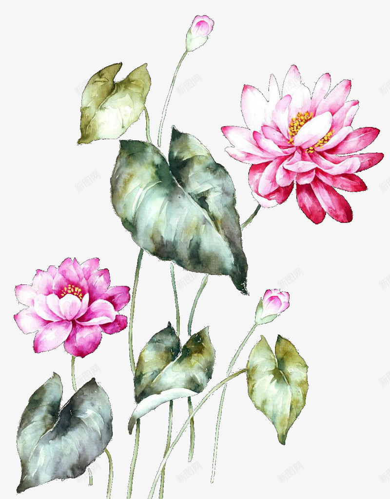 粉色水彩睡莲花儿png免抠素材_新图网 https://ixintu.com 手绘睡莲 水彩睡莲 水彩荷花 睡莲 荷花 莲花儿