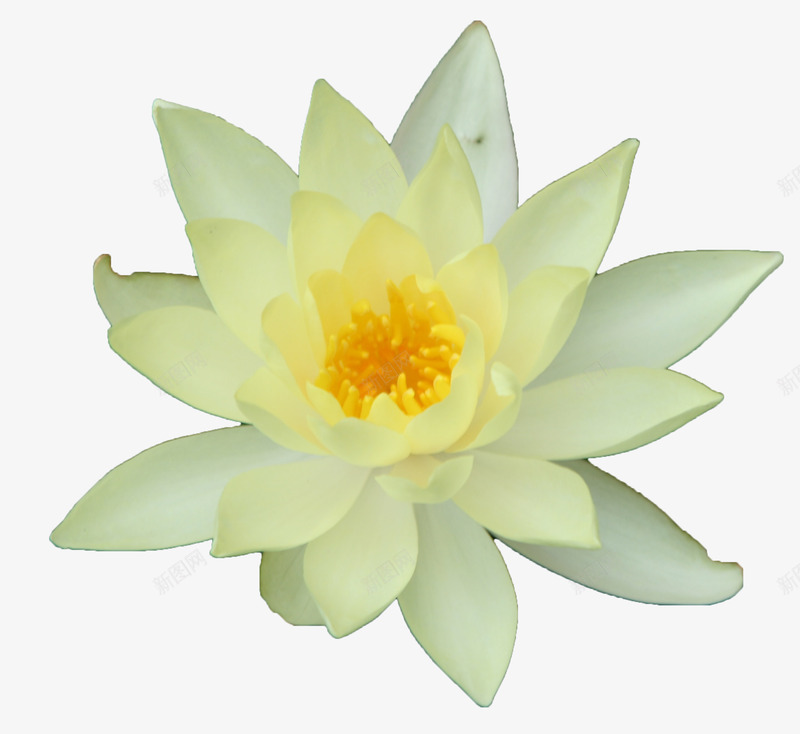 绽放白色嫩黄花瓣睡莲png免抠素材_新图网 https://ixintu.com 夏天睡莲 开花植物 池塘 白睡莲 睡莲 睡莲睡美人 自然花 花卉鲜花 黄色花蕊