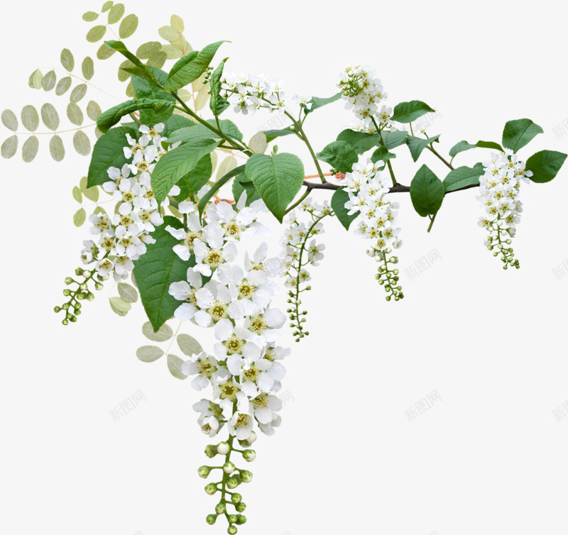 白色鲜花png免抠素材_新图网 https://ixintu.com 叶子 稠李子 花朵 花枝 鲜花