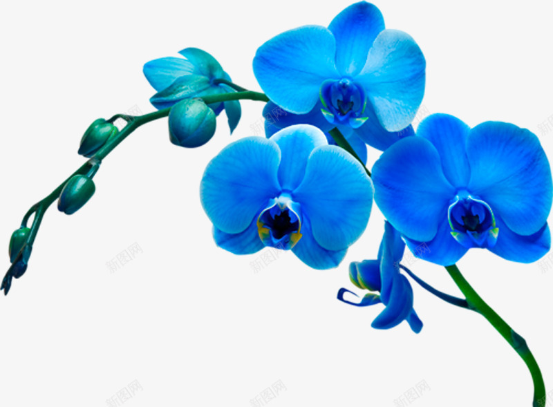 蓝色兰花花枝png免抠素材_新图网 https://ixintu.com 兰花 花朵 花枝 蓝色兰花 鲜花