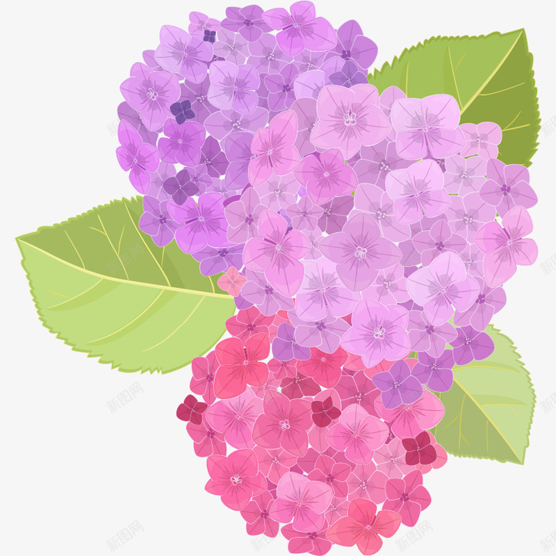 清新唯美紫色粉色绣球花png免抠素材_新图网 https://ixintu.com 唯美花朵 清新 粉色鲜花 紫色花朵 绣球花 花卉 花卉植物 花朵 鲜花
