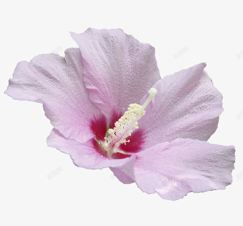 木槿花png免抠素材_新图网 https://ixintu.com 无穷花 木槿花 淡粉色 鲜花