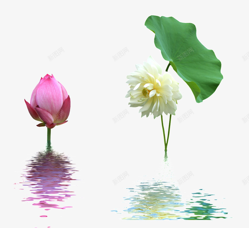 粉色荷花绿叶白色花朵png免抠素材_新图网 https://ixintu.com 白色 粉色 绿叶 花朵 荷花