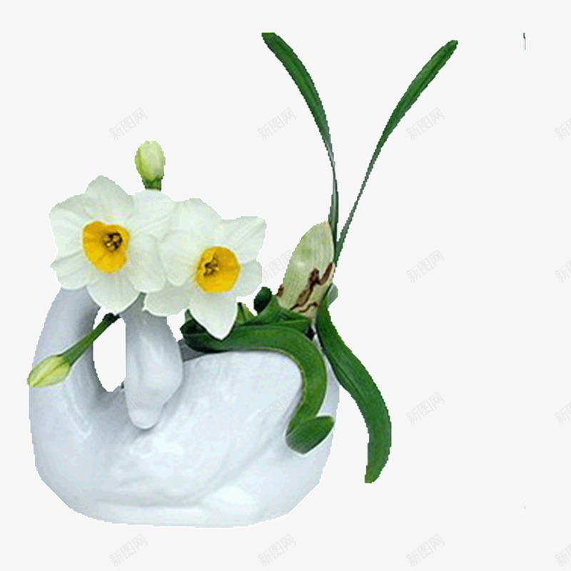 水仙花盆栽png免抠素材_新图网 https://ixintu.com 实物图 水仙花 盆栽 鲜花