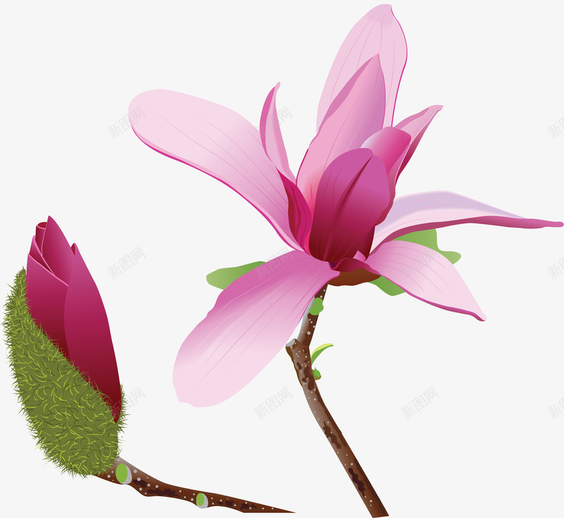 手绘玉兰花png免抠素材_新图网 https://ixintu.com 卡通 叶子 手绘 树枝 水彩 玉兰花 粉色 花朵 鲜花