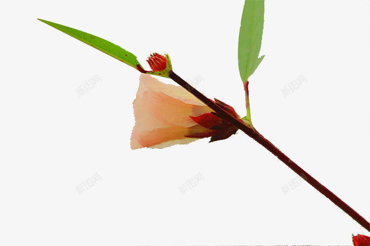 开花的洛神花png免抠素材_新图网 https://ixintu.com 努力绽放的花朵 开花 开花植物 开花的数值 植物 洛神花 洛神花开花 洛神花花枝 洛神花花骨朵 漂亮的洛神花 白色花 盛开的花朵 花卉 花朵 花骨朵 鲜花