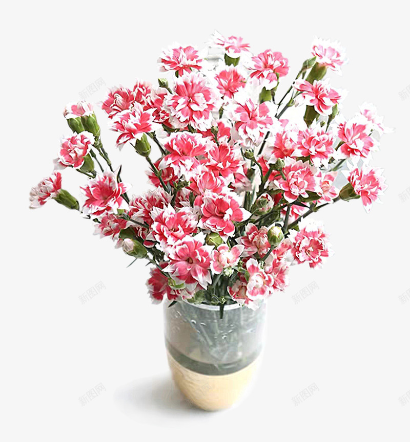 康乃馨鲜花盆栽png免抠素材_新图网 https://ixintu.com 康乃馨 盆景 盆栽 粉色的花 花 鲜花