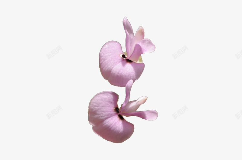 鲜花实物凤仙花花朵png免抠素材_新图网 https://ixintu.com 凤仙花 小桃红 指甲花 粉色 透骨草 金凤花