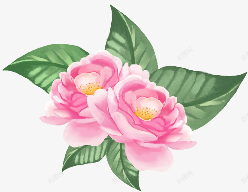 装饰手绘牡丹花psd免抠素材_新图网 https://ixintu.com 手绘插画 手绘鲜花 牡丹花 粉牡丹 花朵 装饰图案 鲜花