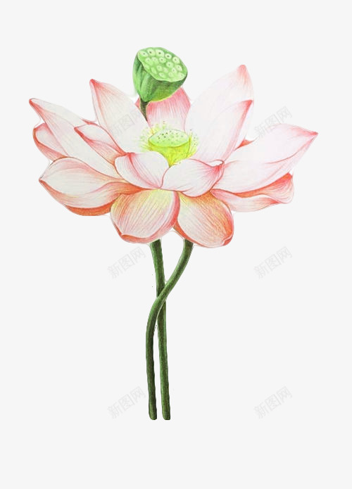 彩铅荷花png免抠素材_新图网 https://ixintu.com 卡通 手绘 荷花 装饰