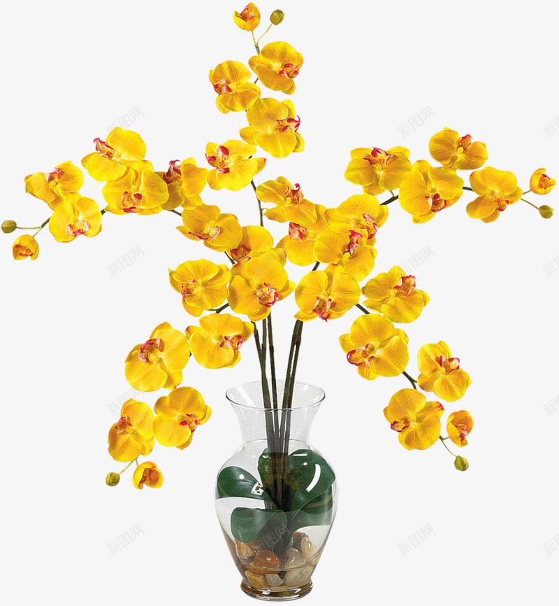 兰花盆栽png免抠素材_新图网 https://ixintu.com 花朵 花枝 花瓶 鲜花 黄色兰花
