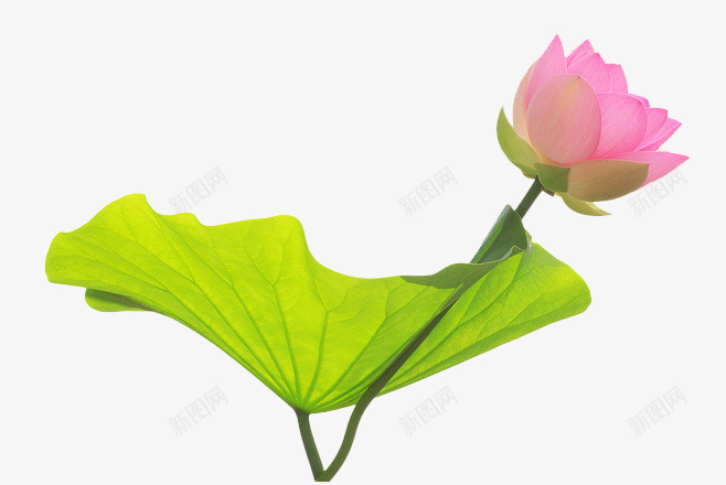 手绘荷叶粉色荷花png免抠素材_新图网 https://ixintu.com 竹子荷花荷叶满池塘 粉色 荷叶 荷花