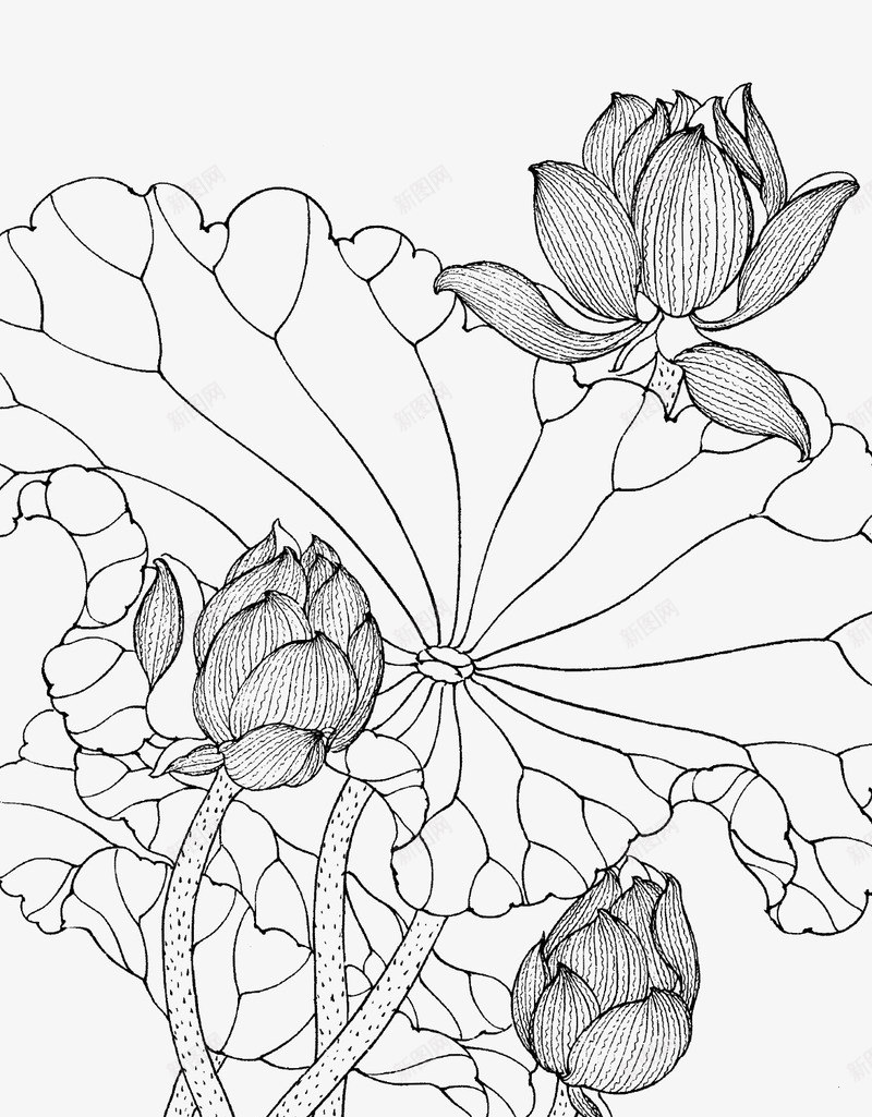 手绘莲花儿图案png免抠素材_新图网 https://ixintu.com 手绘简笔画荷花 简笔画 简笔画荷花 简笔莲花 荷花简笔 莲花 莲花简笔