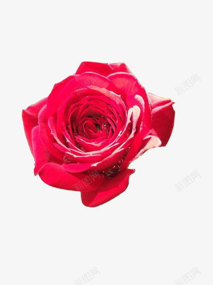玖瑰花朵png免抠素材_新图网 https://ixintu.com 玖瑰花 红色 花朵 鲜花