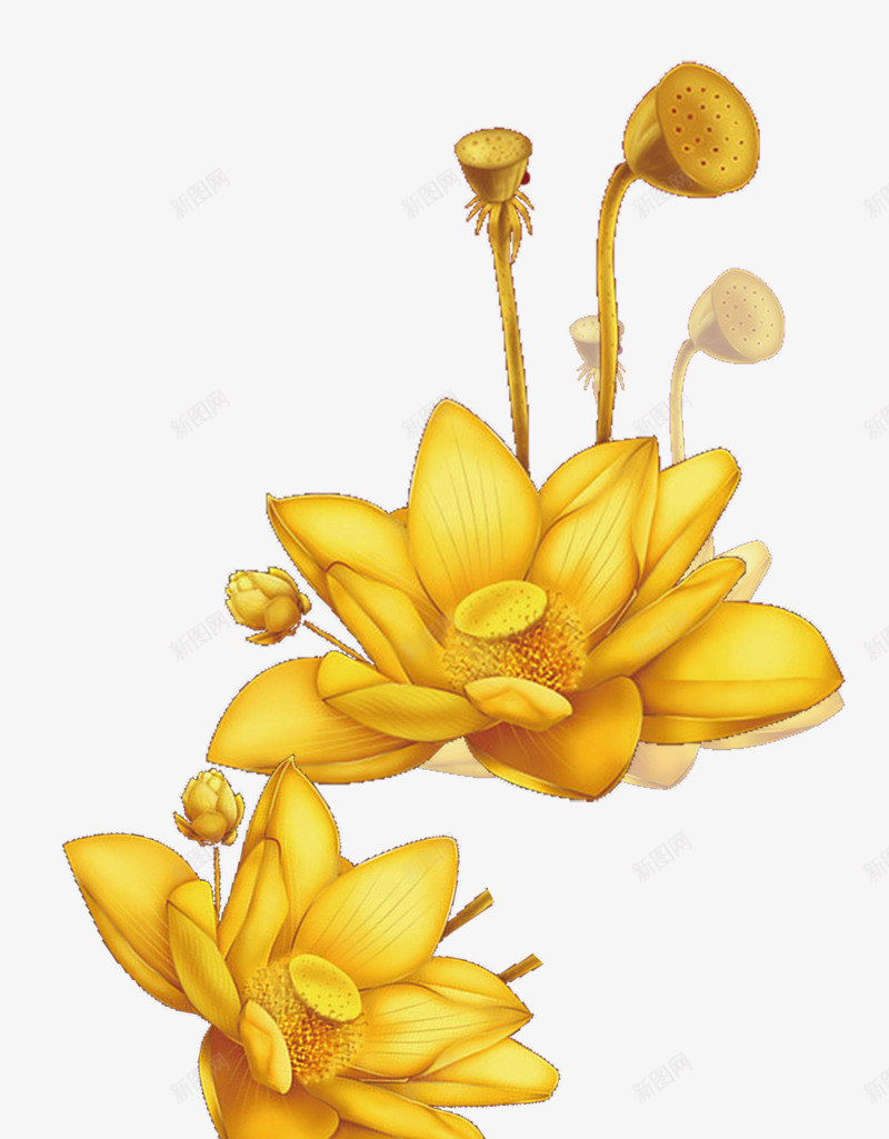 金色的荷花绽开png免抠素材_新图网 https://ixintu.com 含苞的荷花 绽放的荷花 金色的荷花荷叶 黄色的荷花