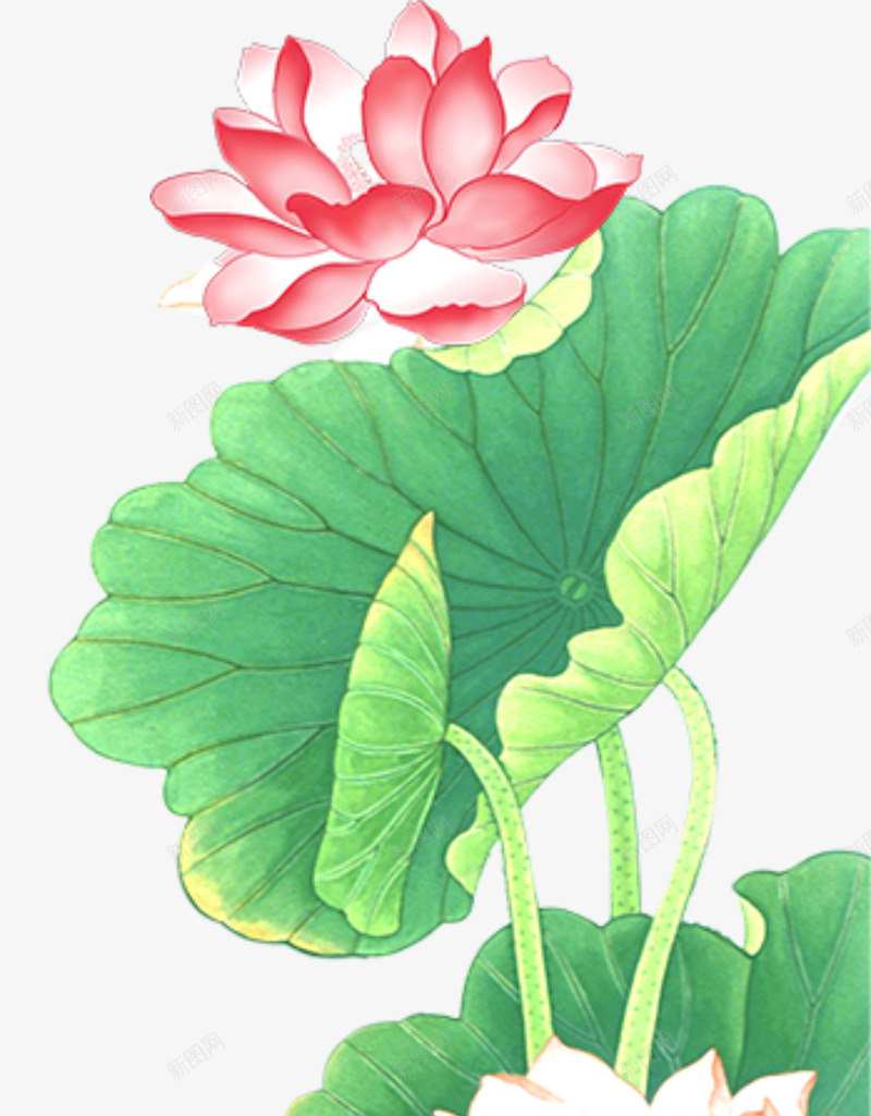红色荷花元素psd免抠素材_新图网 https://ixintu.com 夏天 花 荷叶 荷花