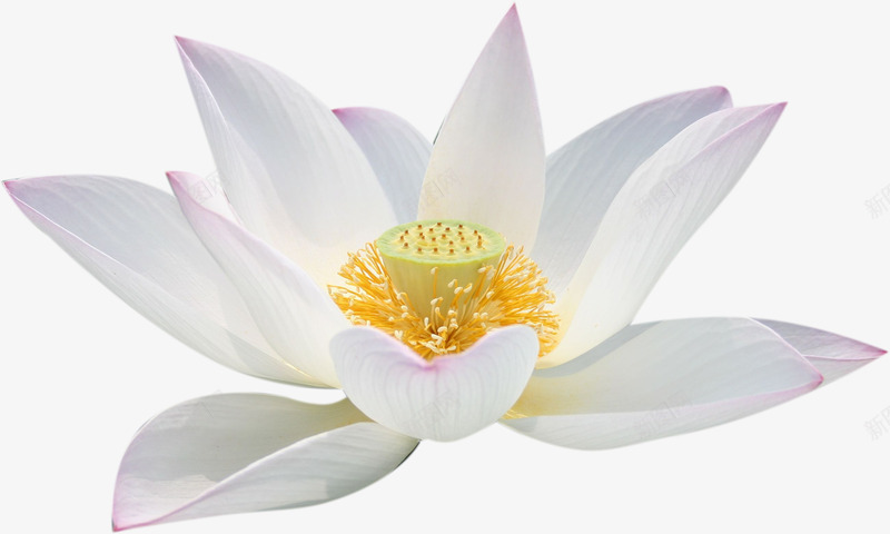 手绘白色唯美荷花png免抠素材_新图网 https://ixintu.com 白色 荷花