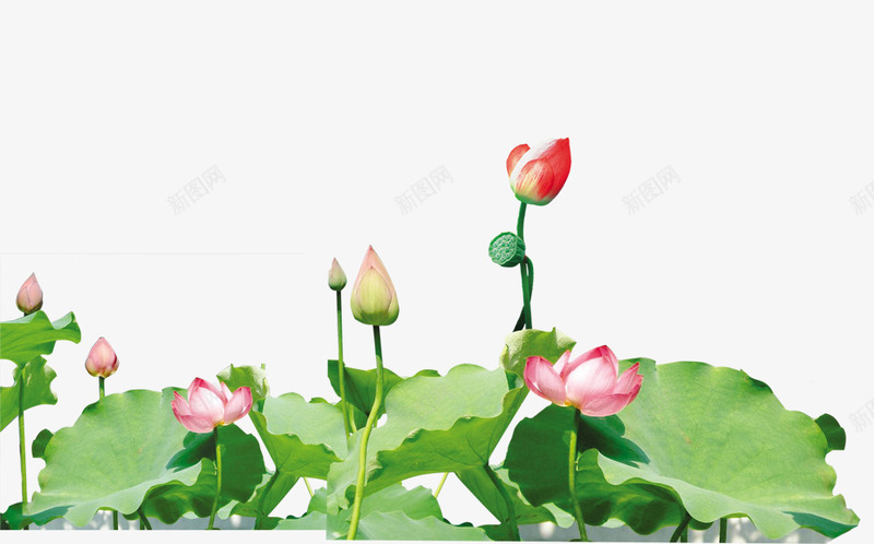 荷花png免抠素材_新图网 https://ixintu.com 夏天 夏日池塘美景 植物 池塘 池塘png 花瓣 荷花png 荷花花苞