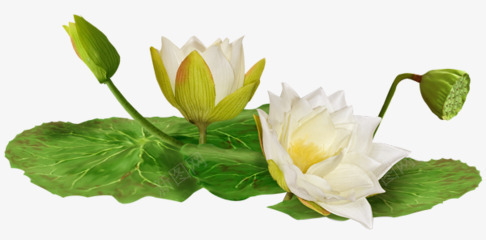 荷花莲子png免抠素材_新图网 https://ixintu.com 荷花 莲子