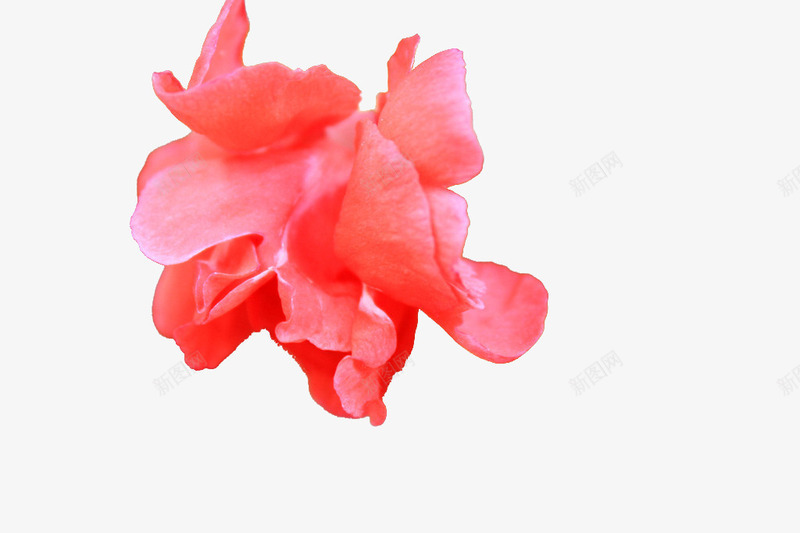 花瓣小桃红凤仙花鲜花png免抠素材_新图网 https://ixintu.com 凤仙花 指甲花 植物 花草