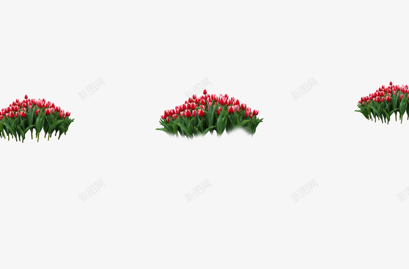 红色郁金香花丛花卉公园psd免抠素材_新图网 https://ixintu.com 红色郁金香花丛花卉公园鲜花
