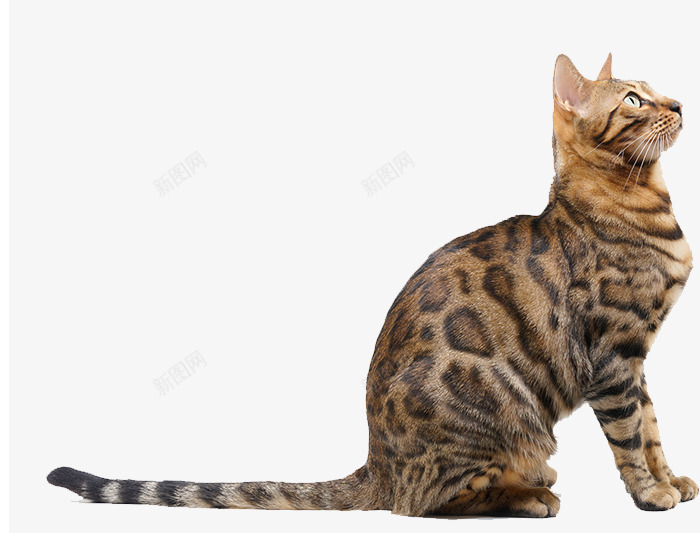 孟加拉猫抬头看天png免抠素材_新图网 https://ixintu.com 孟加拉猫 抬头看 抬头看的猫 猫 猫科动物