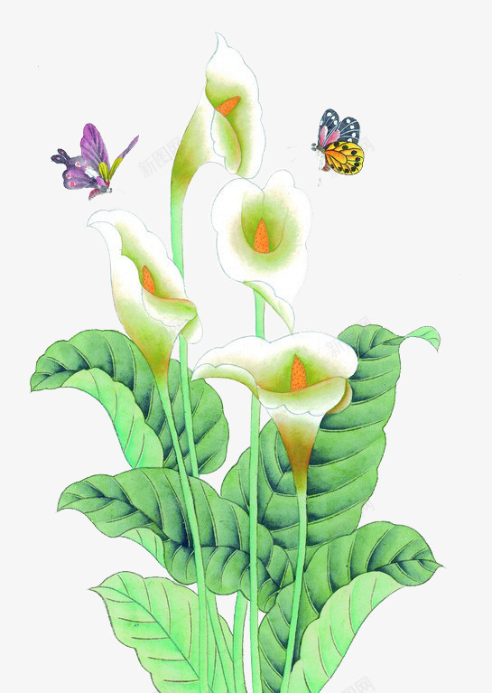 蝴蝶飞舞在海芋花中png免抠素材_新图网 https://ixintu.com 植物 海芋 海芋花 白色 花朵 蝴蝶 飞舞 马蹄莲 鲜花
