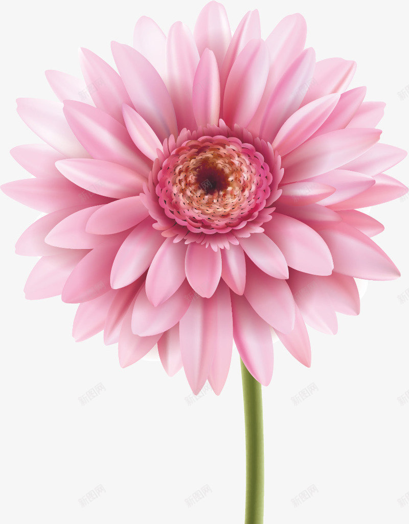 水彩画鲜花矢量图ai免抠素材_新图网 https://ixintu.com 水彩画 花瓣 花蕾 鲜花 矢量图