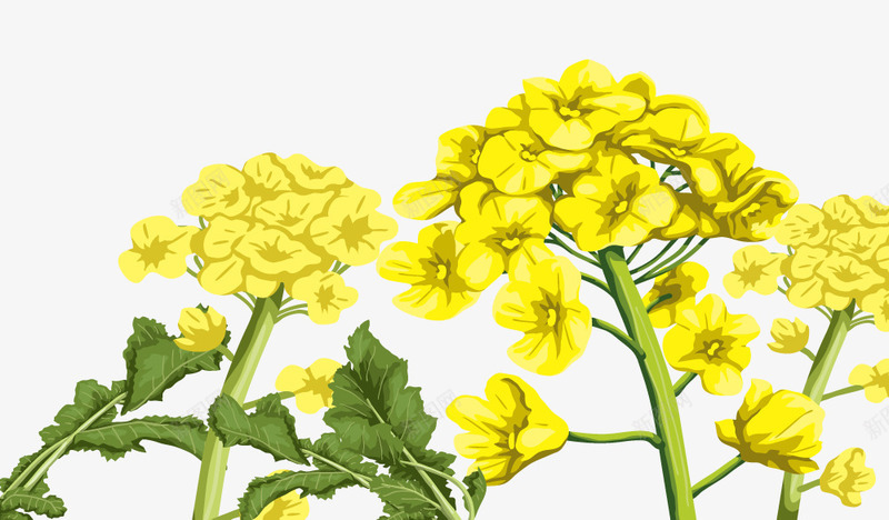 卡通黄色手绘油菜花psd免抠素材_新图网 https://ixintu.com 卡通 卡通黄色手绘油菜花 手绘 油菜花 花朵 鲜花 黄色