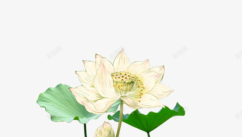 黄白色荷花psd免抠素材_新图网 https://ixintu.com 白色 绿叶 花 荷叶 荷花 黄色