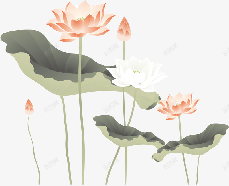 手绘盛开的荷花插图png免抠素材_新图网 https://ixintu.com 手绘盛开的荷花 手绘盛开的荷花插图 手绘盛开的荷花矢量 矢量手绘盛开的荷花插图