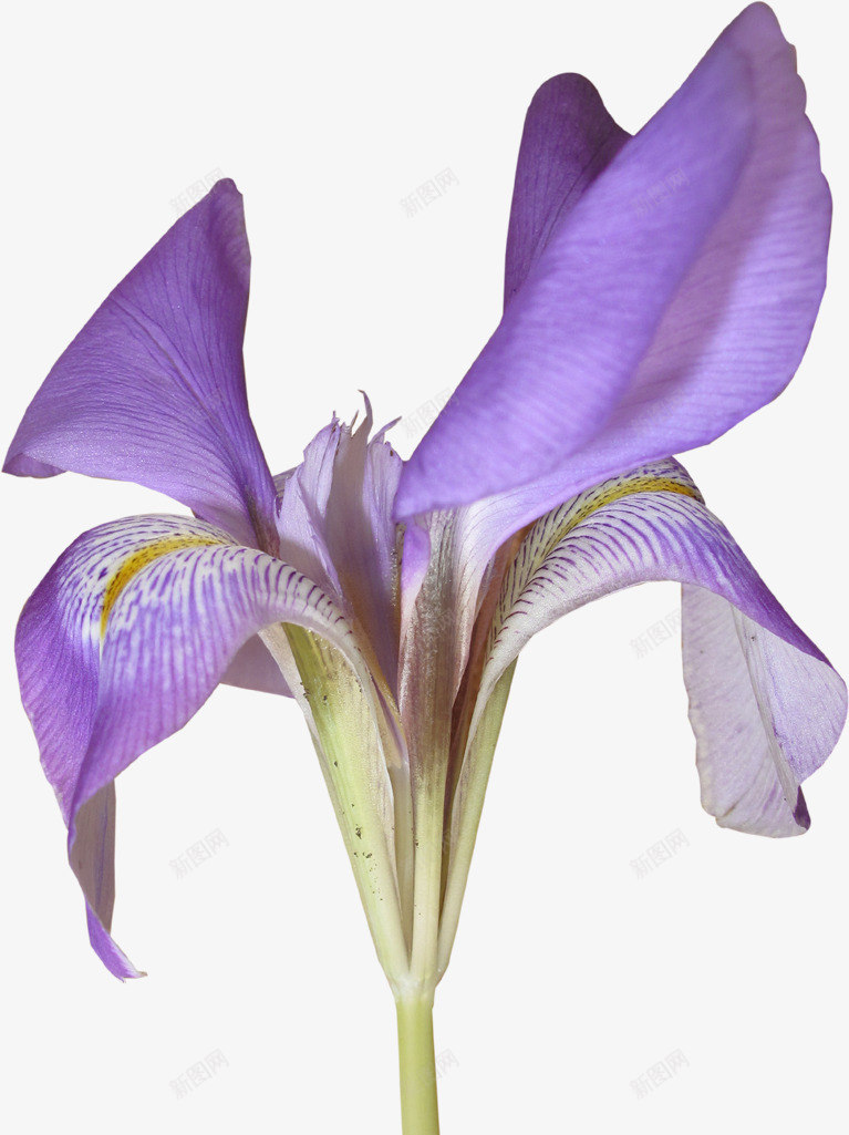 漂亮藏红花png免抠素材_新图网 https://ixintu.com 花朵 花瓣 藏红花 鲜花