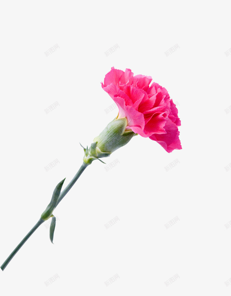 一朵鲜花psd免抠素材_新图网 https://ixintu.com 一朵 红色 鲜花