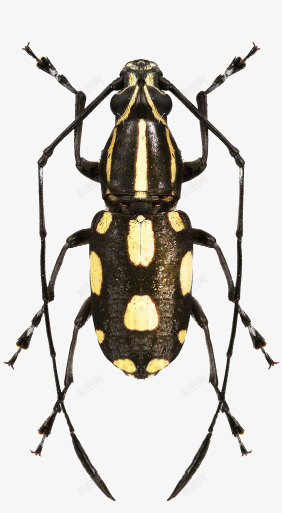 爬行昆虫psd免抠素材_新图网 https://ixintu.com 咖啡色 斑点 生物 纹理