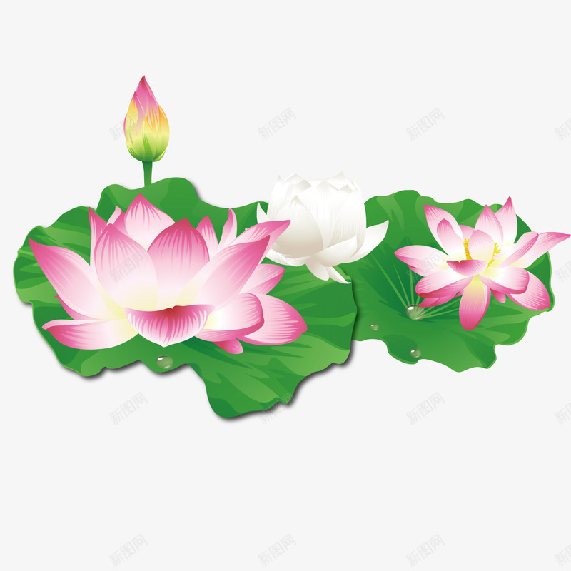 清纯的荷花矢量图ai免抠素材_新图网 https://ixintu.com 夏日 清纯 荷花 矢量图
