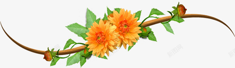 缠绕的蔓藤橘色花朵png免抠素材_新图网 https://ixintu.com 橘色 花朵 菊花 蔓藤 鲜花