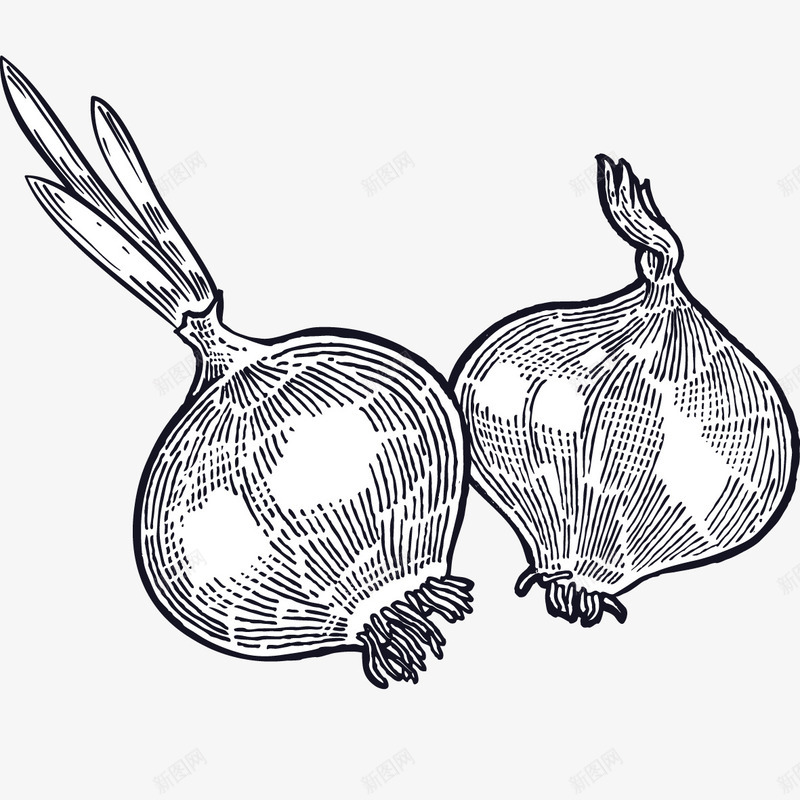手绘线描黑白洋葱png免抠素材_新图网 https://ixintu.com 填色练习 手绘洋葱 插画 洋葱速写 简单速写 线描洋葱 线描蔬菜 蔬菜 黑白洋葱