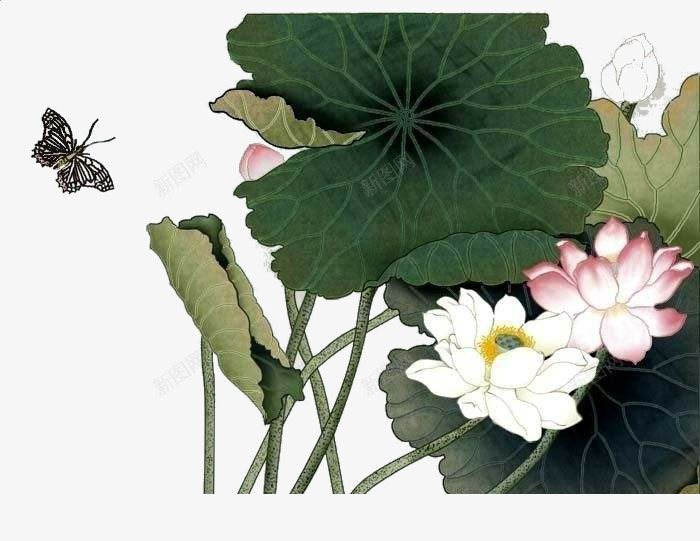 蝴蝶戏荷png免抠素材_新图网 https://ixintu.com 国画 睡莲 荷花 莲花