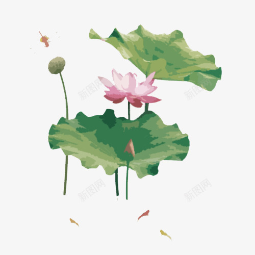 池塘里的荷花和小鱼png免抠素材_新图网 https://ixintu.com 小鱼 手绘 荷叶 荷花 莲子
