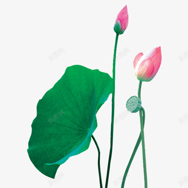 开放的荷花png免抠素材_新图网 https://ixintu.com 荷叶 荷花 莲藕