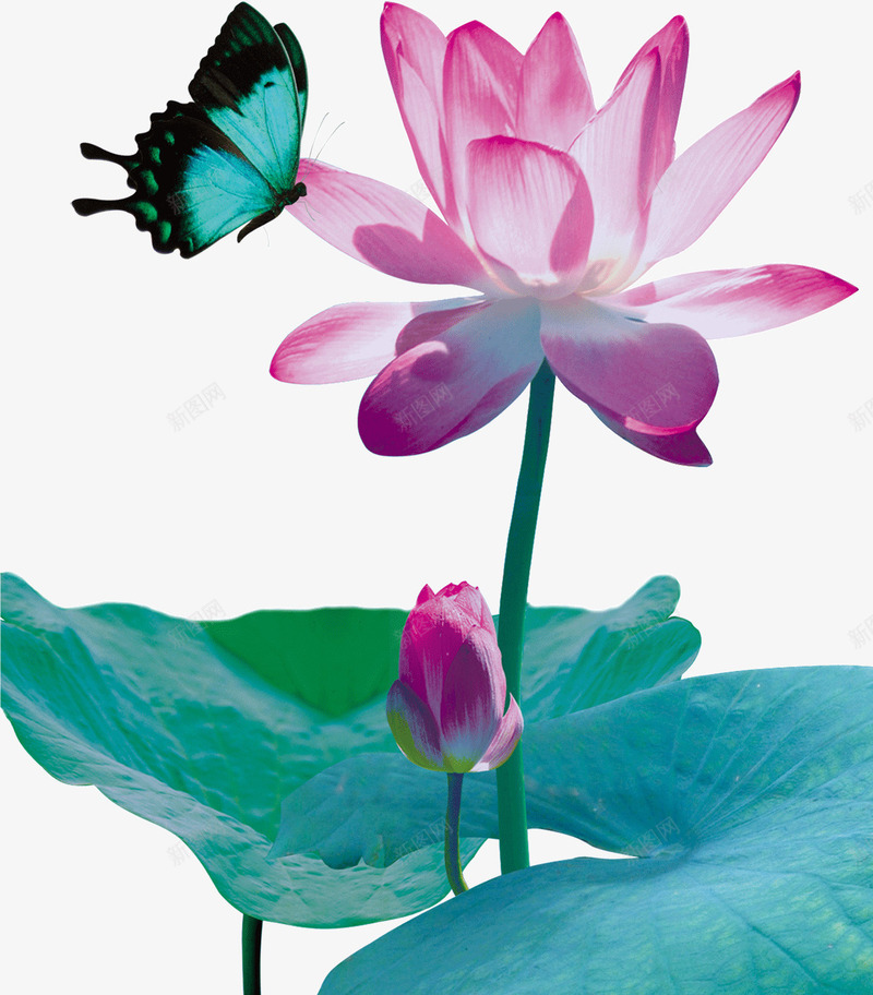 中国风水墨画荷花莲叶蝴蝶png免抠素材_新图网 https://ixintu.com 中国风 水墨画 荷花 莲叶 蝴蝶